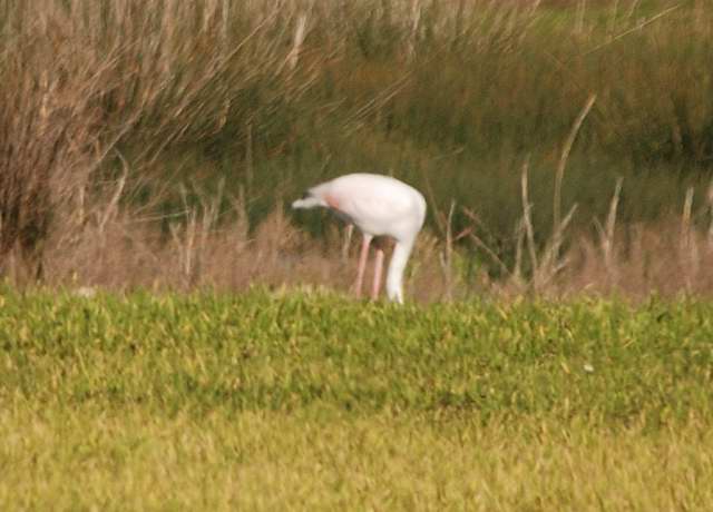 Phoenicopterus